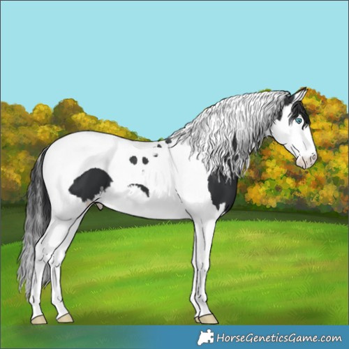 Horse Color:Black Splash Tobiano