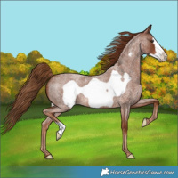 Horse Color:Red Roan Frame 
