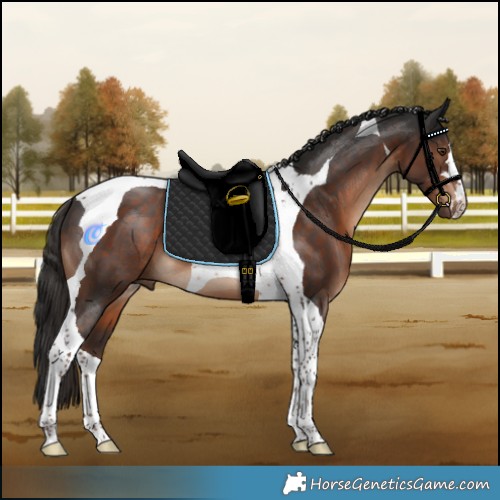 Horse Color:Liver Chestnut Tobiano 