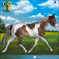 Horse Color:Liver Chestnut Tobiano
