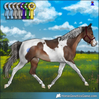 Horse Color:Liver Chestnut Tobiano