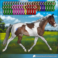 Horse Color:Liver Chestnut Tobiano