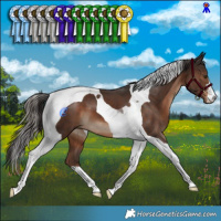 Horse Color:Liver Chestnut Tobiano 