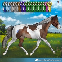 Horse Color:Liver Chestnut Tobiano