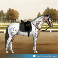 Horse Color:Gray Liver Red Dun Tobiano Appaloosa Rabicano Brindle 