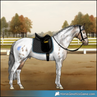 Horse Color:Gray Liver Red Dun Tobiano Appaloosa Rabicano Brindle 