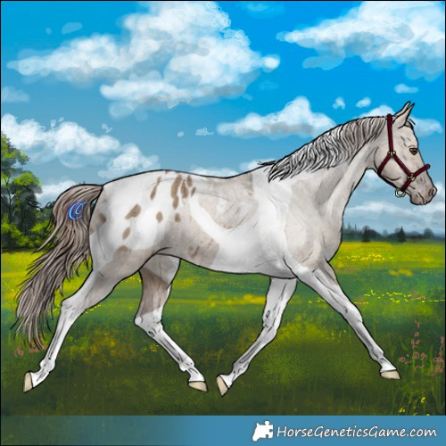 Horse Color:Liver Red Dun Tobiano Appaloosa Brindle 