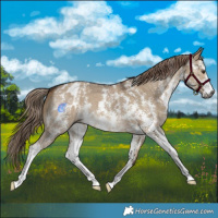 Horse Color:Gray Liver Red Dun Sabino Appaloosa