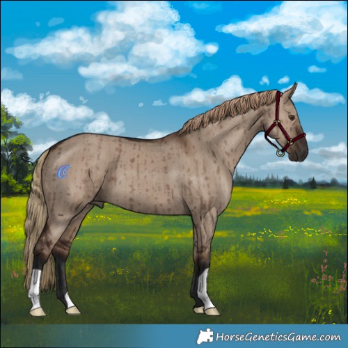Horse Color:Liver Red Dun Brindle 