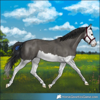 Horse Color:Grullo Splash Brindle
