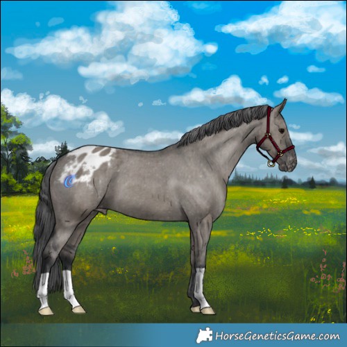 Horse Color:Grullo Appaloosa Brindle 