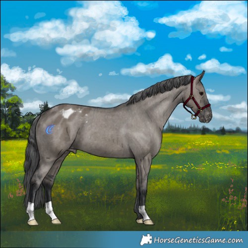 Horse Color:Grullo Appaloosa Brindle 