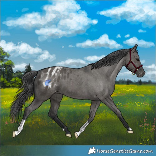 Horse Color:Grullo Appaloosa Brindle 
