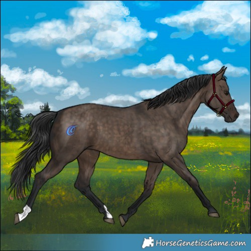 Horse Color:Brown Dun Brindle 