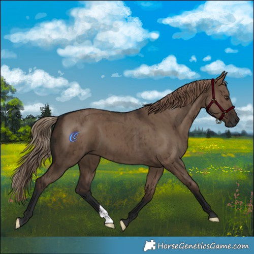 Horse Color:Liver Red Dun Brindle 
