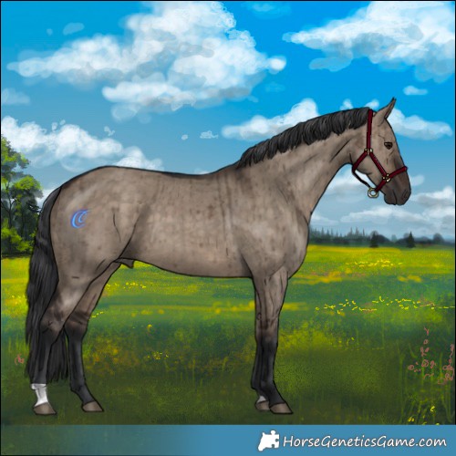 Horse Color:Brown Dun Brindle 