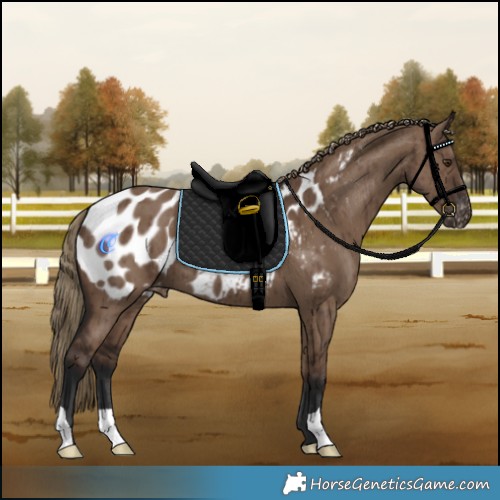 Horse Color:Liver Red Dun Appaloosa Brindle 