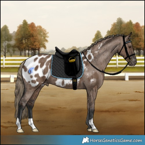 Horse Color:Liver Red Dun Appaloosa Brindle 