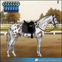 Horse Color:Liver Red Dun Appaloosa Brindle 