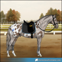 Horse Color:Liver Red Dun Appaloosa Brindle 
