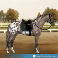 Horse Color:Liver Red Dun Appaloosa Brindle 