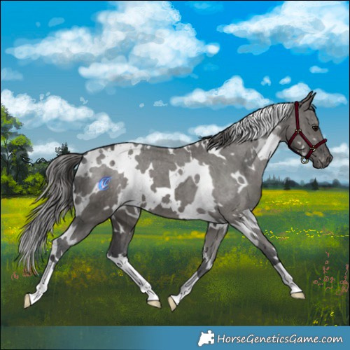 Horse Color:White Spotted Grullo Appaloosa Brindle 