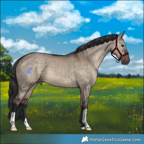 Horse Color:Brown Dun 