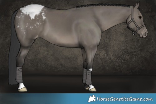 Horse Color:Grullo Appaloosa 