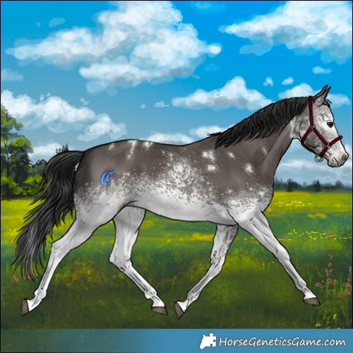 Horse Color:Gray White Spotted Grullo 