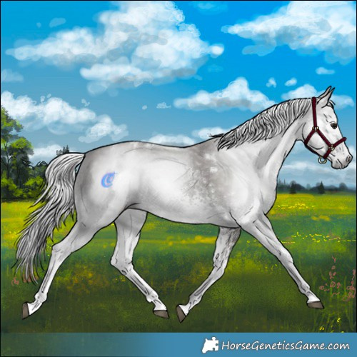 Horse Color:Gray White Spotted Grullo 