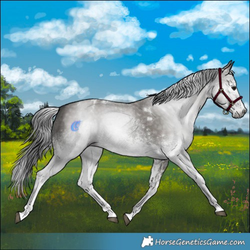 Horse Color:Gray White Spotted Grullo 