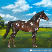 Horse Color:White Spotted Liver Chestnut