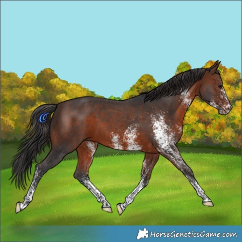 Horse Color:White Spotted Brown