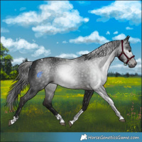 Horse Color:Gray Brown Tobiano Rabicano