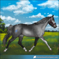 Horse Color:Gray Brown Tobiano Rabicano 