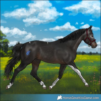 Horse Color:Gray Brown Tobiano Rabicano 