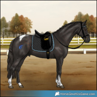 Horse Color:Liver Chestnut Tobiano 