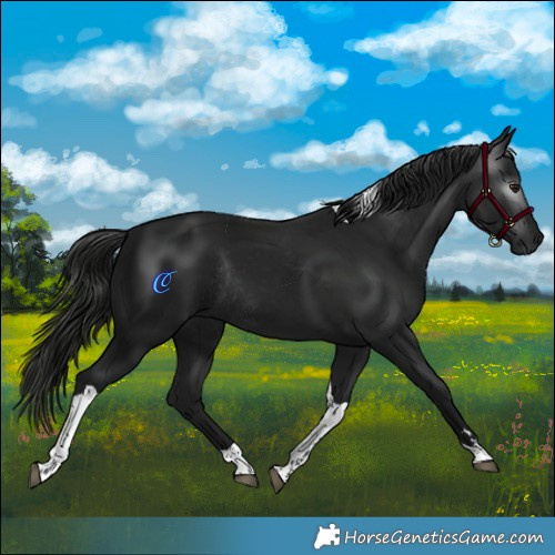 Horse Color:Gray Black Tobiano Rabicano