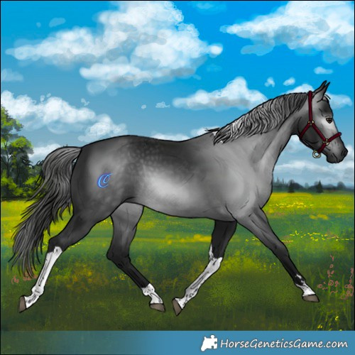 Horse Color:Gray Black Tobiano Rabicano 