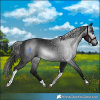 Horse Color:Gray Black Tobiano Rabicano 