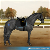 Horse Color:Black Rabicano 