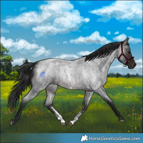 Horse Color:Brown Roan Sabino 
