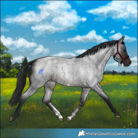 Horse Color:Brown Roan Sabino