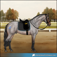 Horse Color:Brown Roan