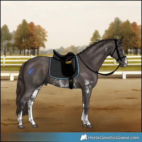 Horse Color:Liver Chestnut Sabino 