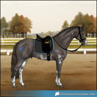 Horse Color:Liver Chestnut Sabino 