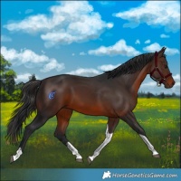 Horse Color:Brown Sabino Tobiano