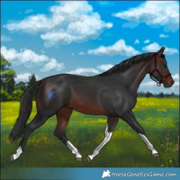 Horse Color:Brown Sabino Tobiano 