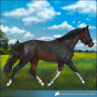 Horse Color:Brown Sabino Tobiano