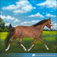 Horse Color:Bay Rabicano 